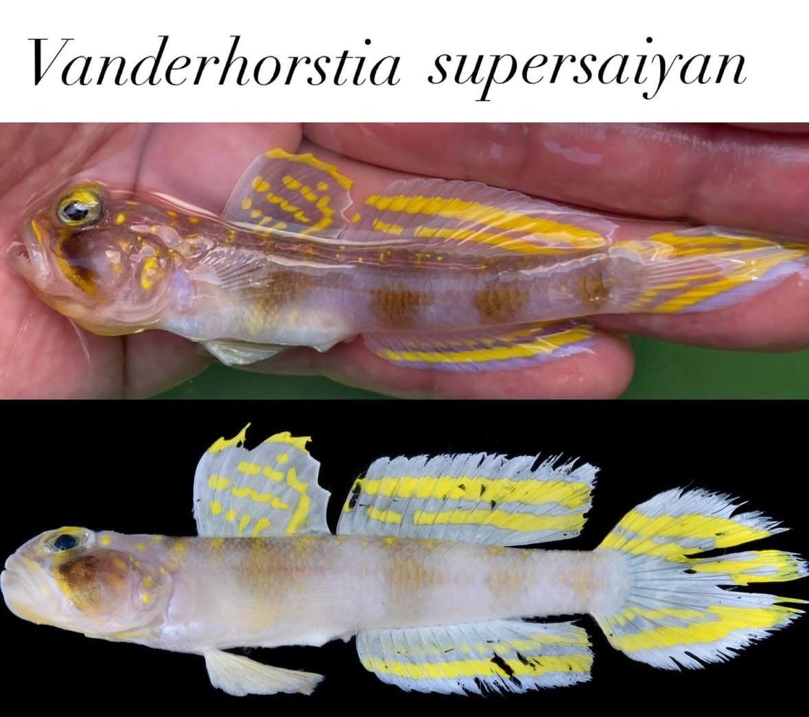 Détail des ailerons dorés du Vanderhorstia supersaiyan